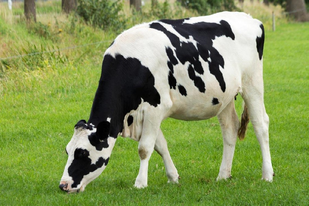 奶牛發(fā)燒用藥，獸藥殘留檢測(cè)儀幫你檢測(cè)是否超標(biāo)