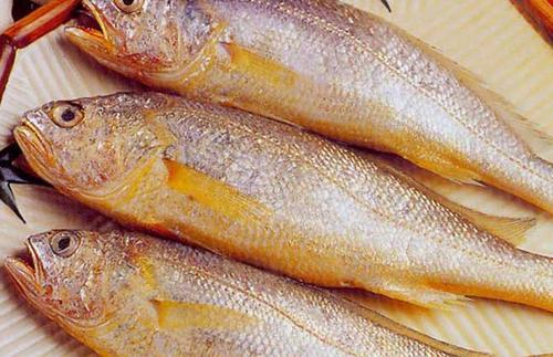 黃花魚中獸藥殘留超標怎么看？