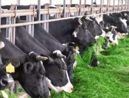 食品獸藥殘留限量標準上限，不用擔心，獸藥殘留檢測儀可以滿足