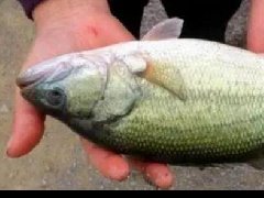 水產(chǎn)養(yǎng)殖中檢測(cè)出非法添加的孔雀石綠，怎么看？