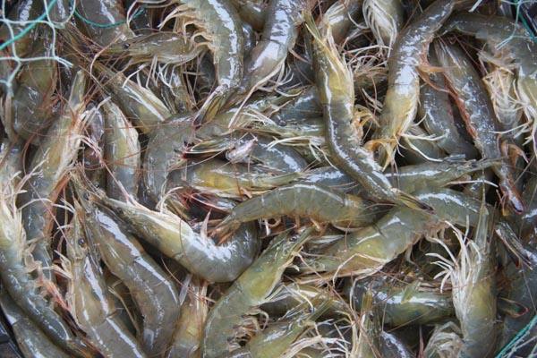 水產(chǎn)品氯霉素再次被檢測(cè)出，一旦發(fā)現(xiàn)立馬嚴(yán)處