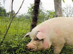 死豬肉流入市場，檢察機(jī)關(guān)正式進(jìn)入調(diào)查