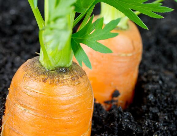 農殘快速檢測儀