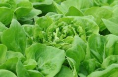 農殘快速檢測儀對同植株的檢測結果一致嗎？