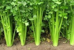 農(nóng)殘快速檢測儀廠家哪個(gè)好？山東云唐科技