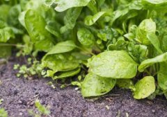 如何選擇性價(jià)比高的農(nóng)殘快速檢測儀？